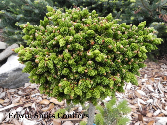 Picea orientalis 'Alcor'